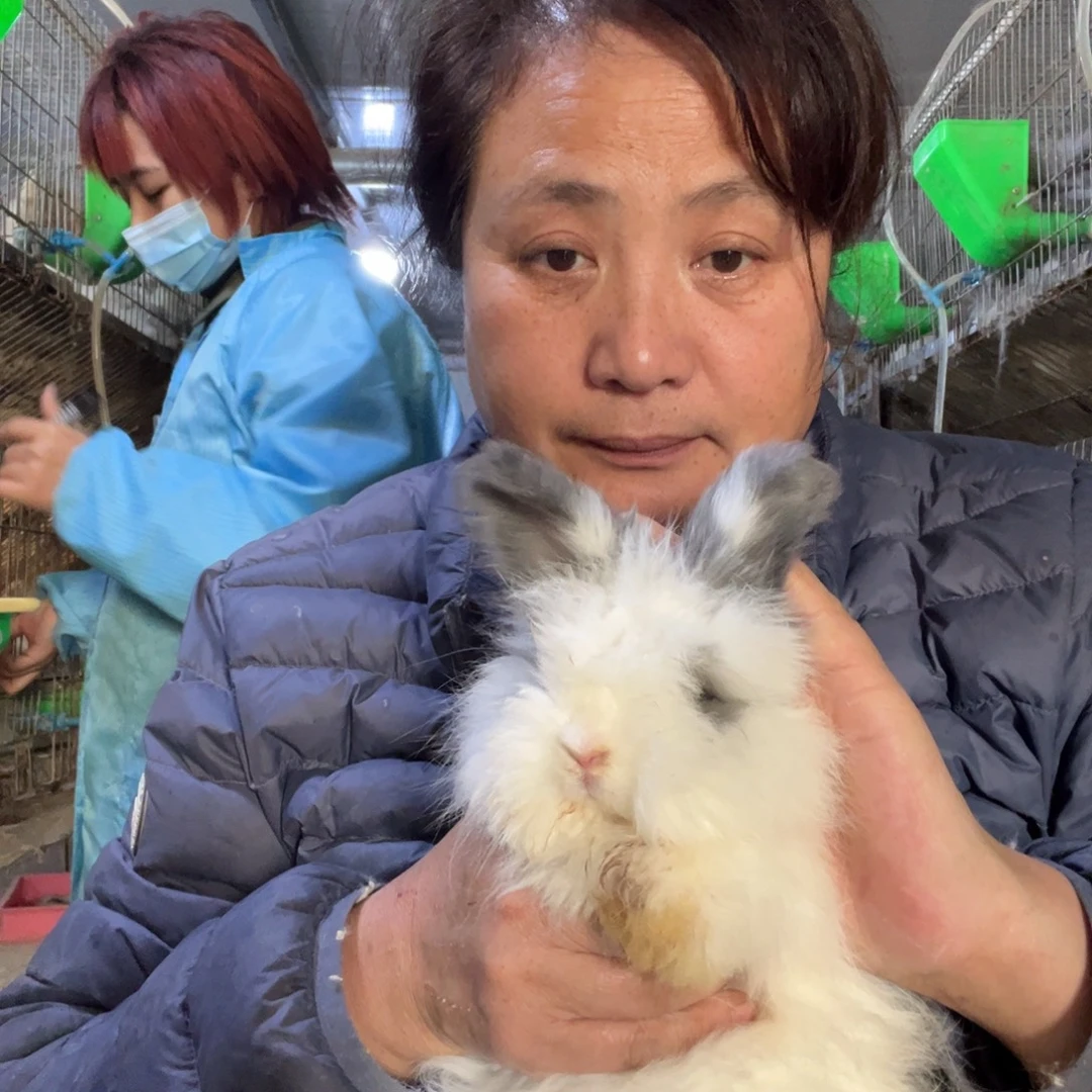 双血统英系安哥拉兔