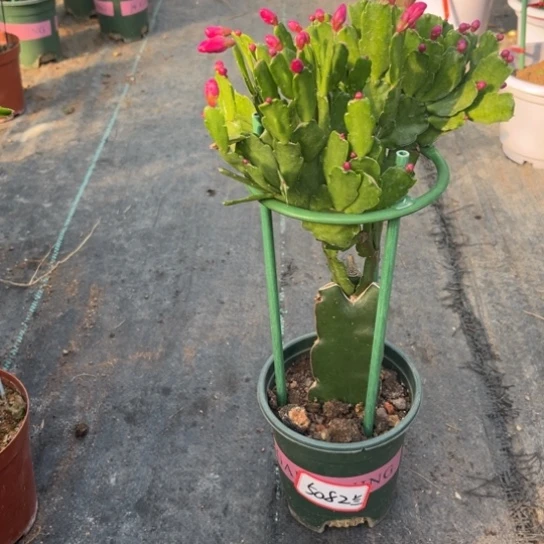 东珍珠蟹爪兰5082