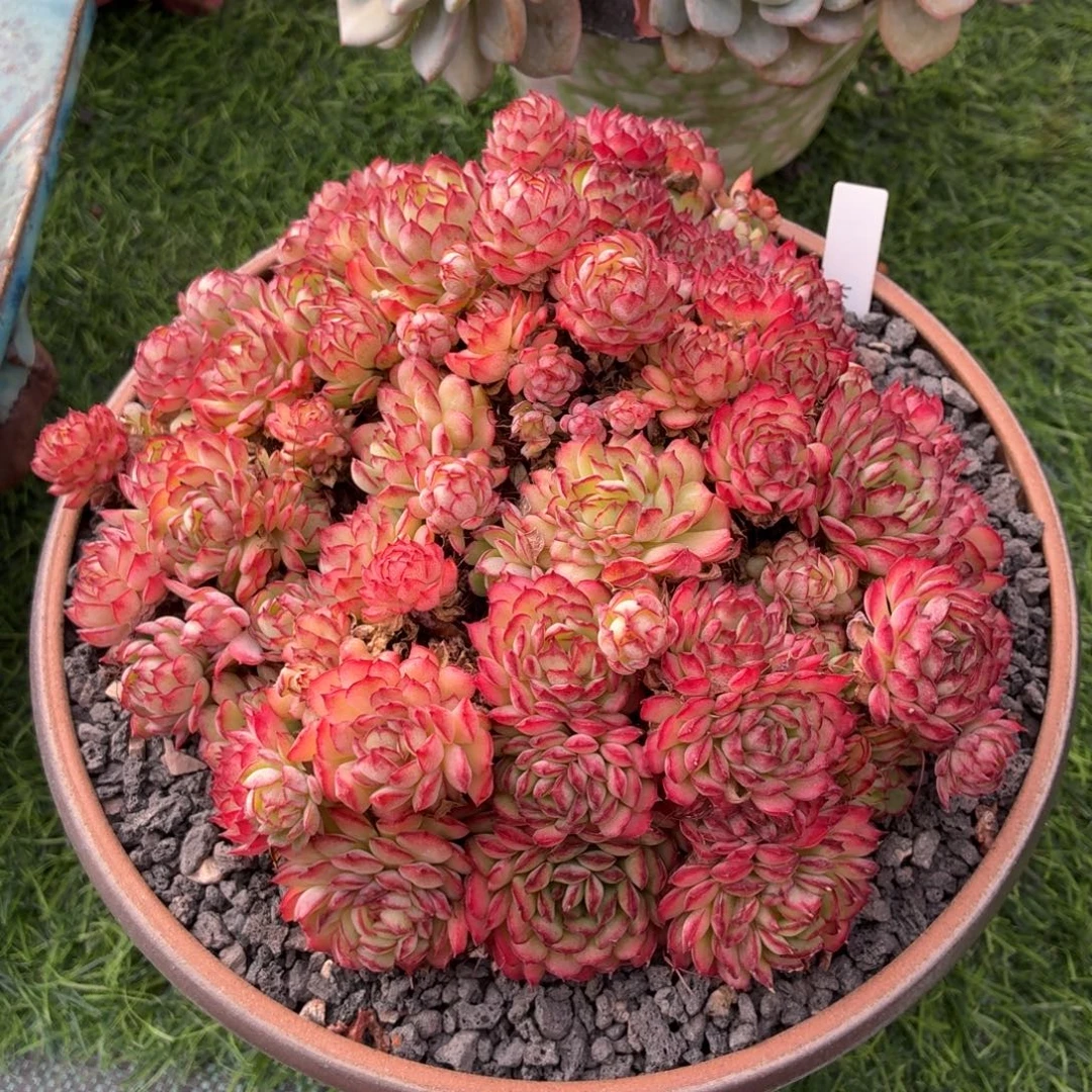 多肉植物 梦幻玫瑰-4