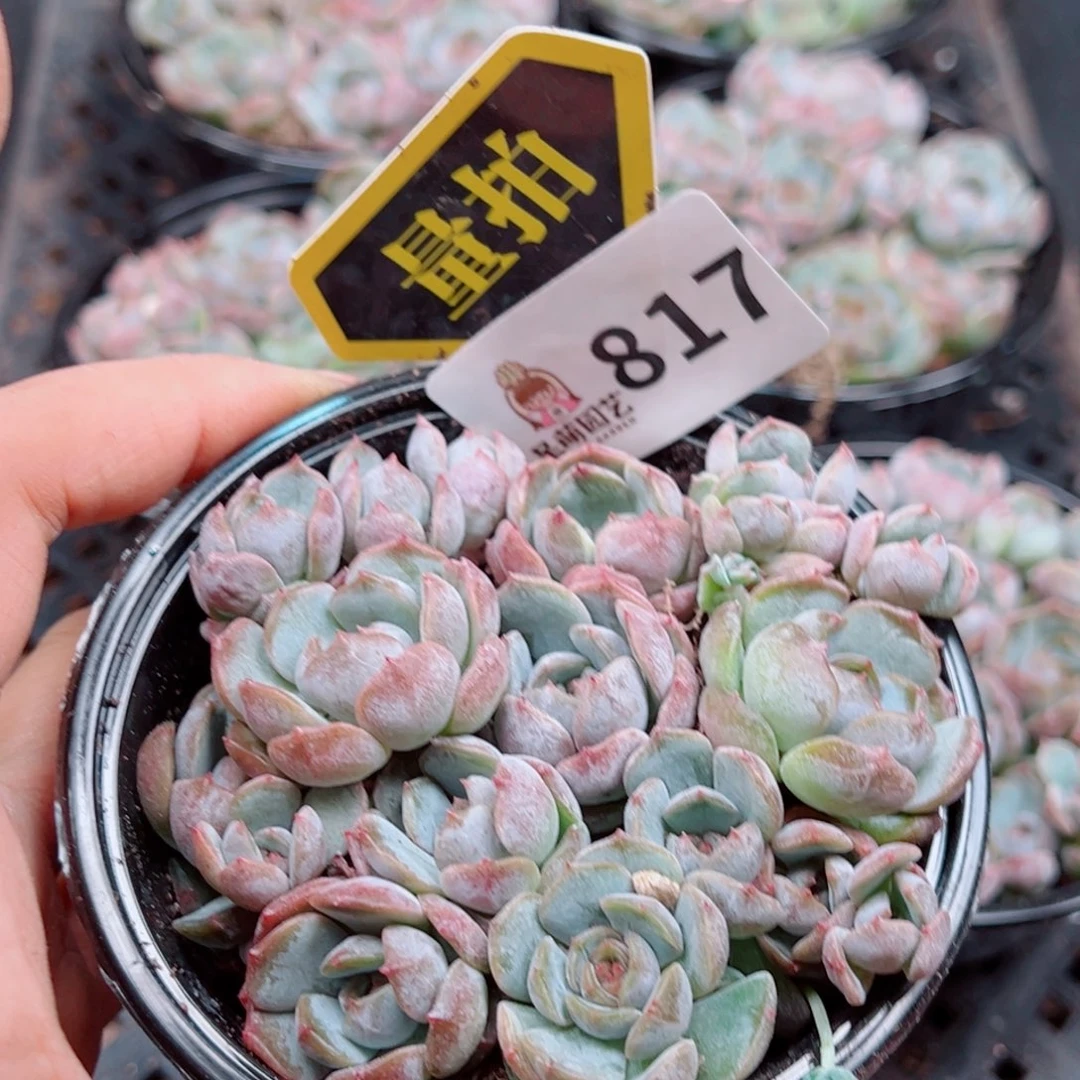 多肉植物多肉植物