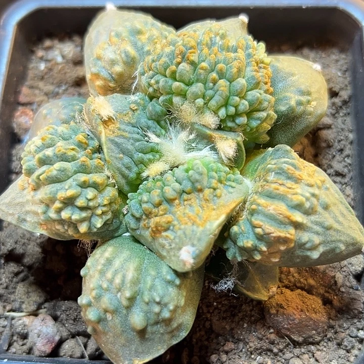 晚25号炸尤怒涛8.8公分有瑕疵
