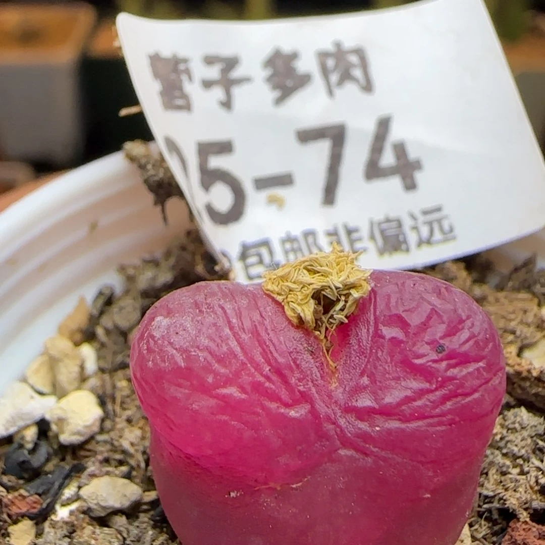 带盆土发货。
