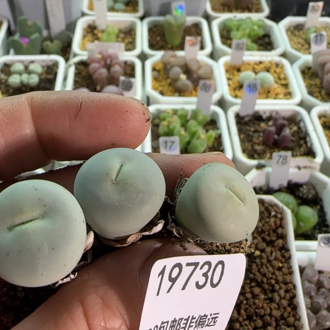 【闪购商品】小*明19730