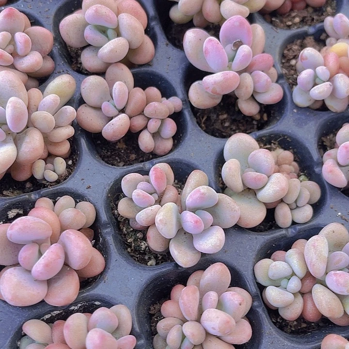 糖果桃蛋多肉植物