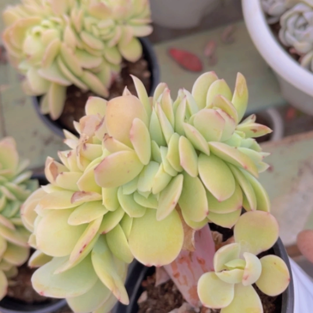 【闪购商品】碧桃缀07117