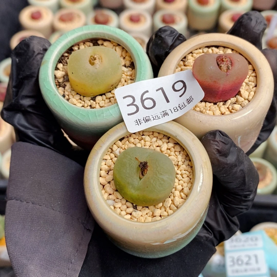 蛋****?3619--一物一拍 带盆