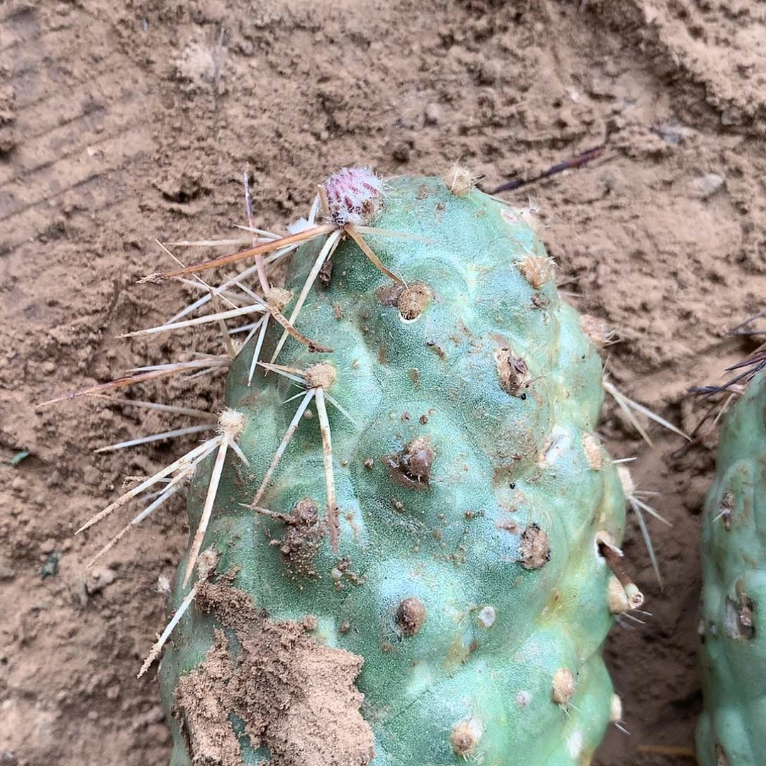 【闪购商品】一个带刺大侧芽