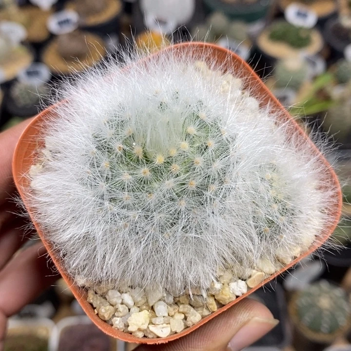 实生无刺丽光殿318号6cm