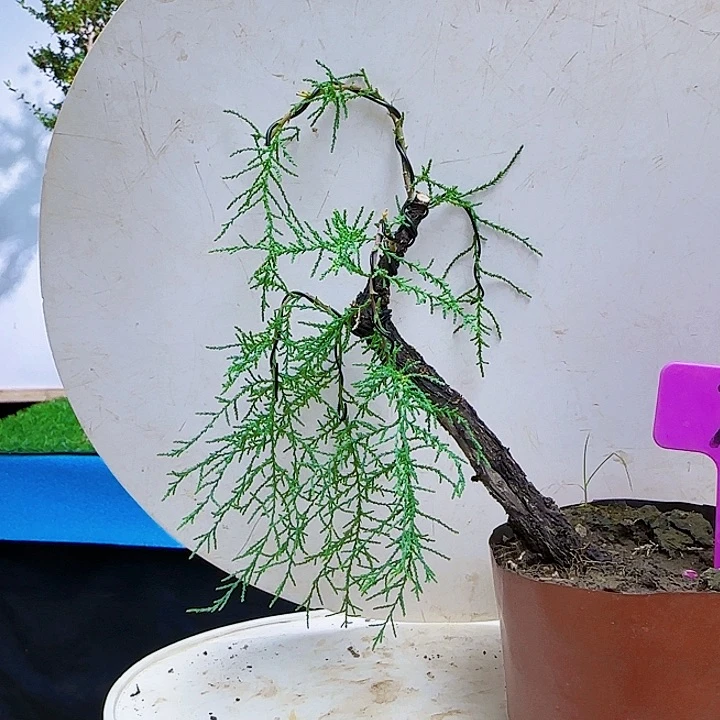 一***喉无花朵三春柳柽柳而田野一会