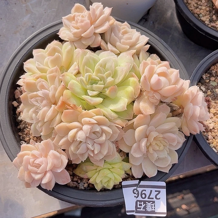 女王杂石化锦带黄锦2796