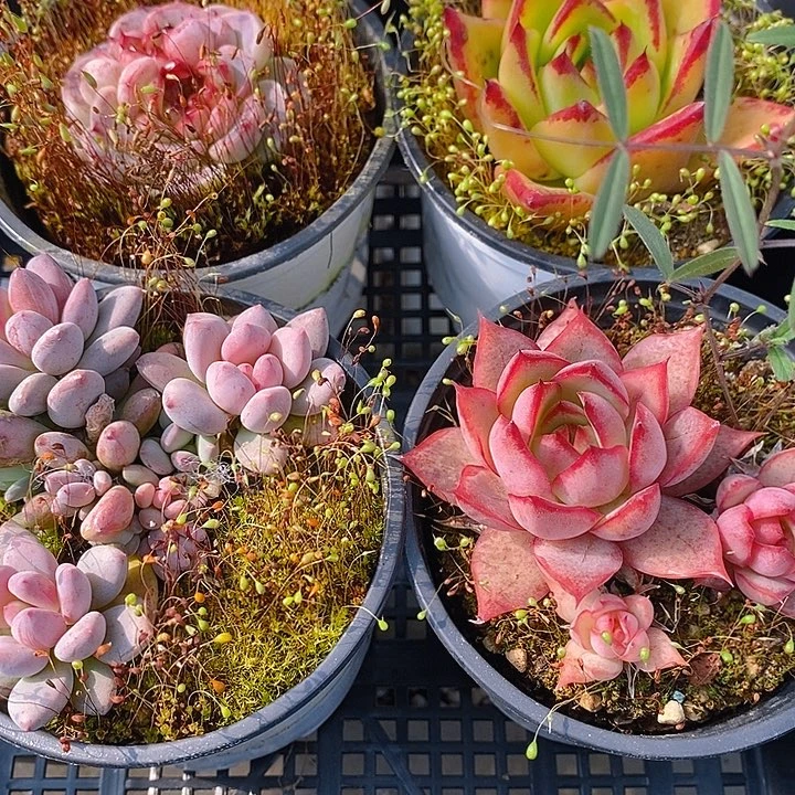 172 多肉植物盆栽花卉植物
