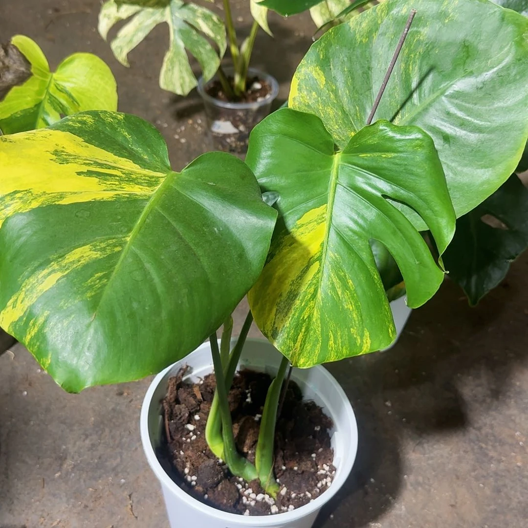 无花朵A**遥龟背竹植物一物一拍