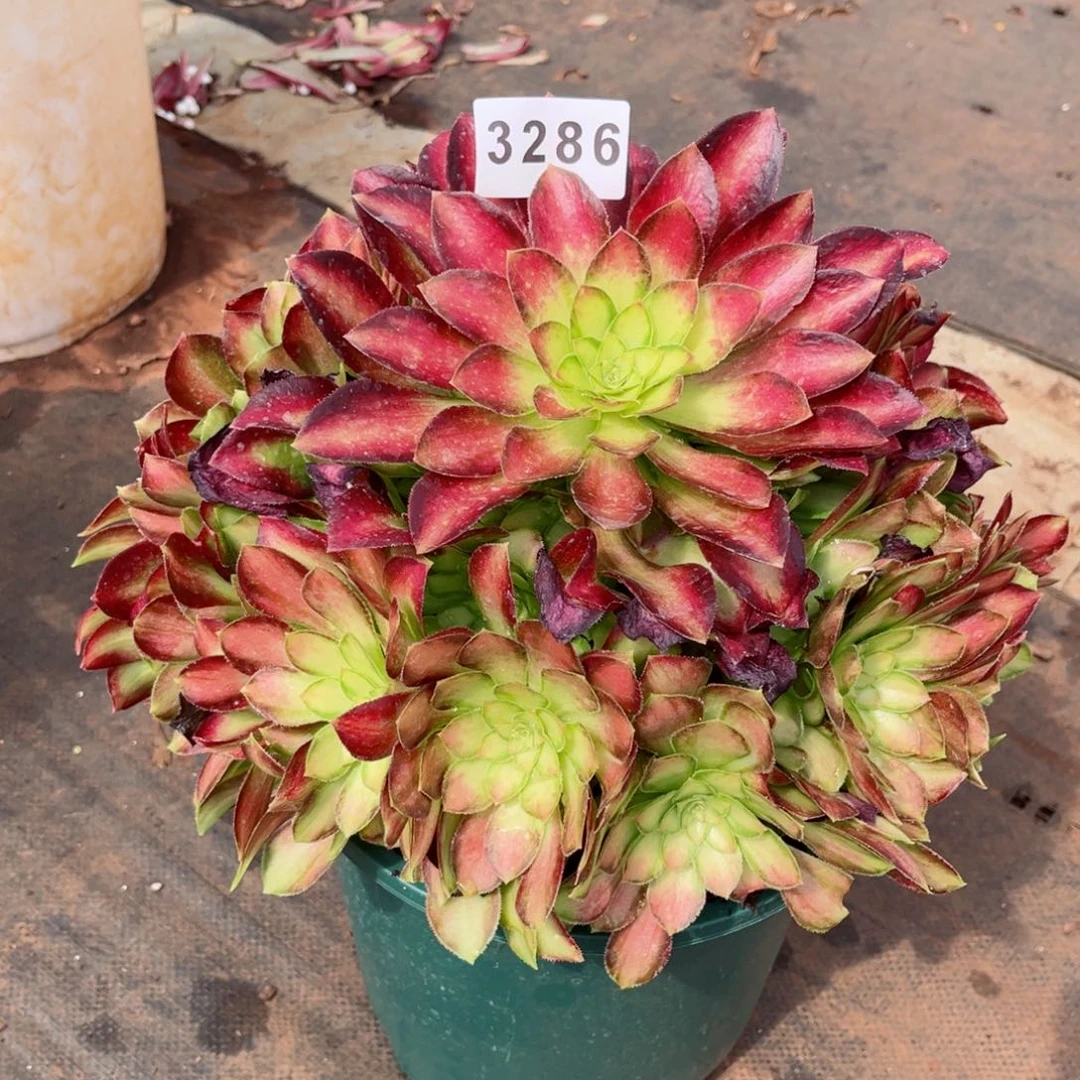 宝*敏韶华多肉发货发货