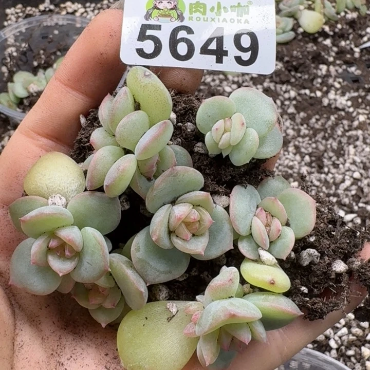 多肉植物多肉植物