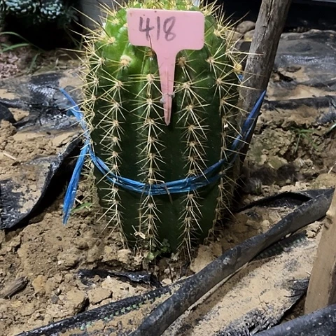 落雁毛花柱微瑕418