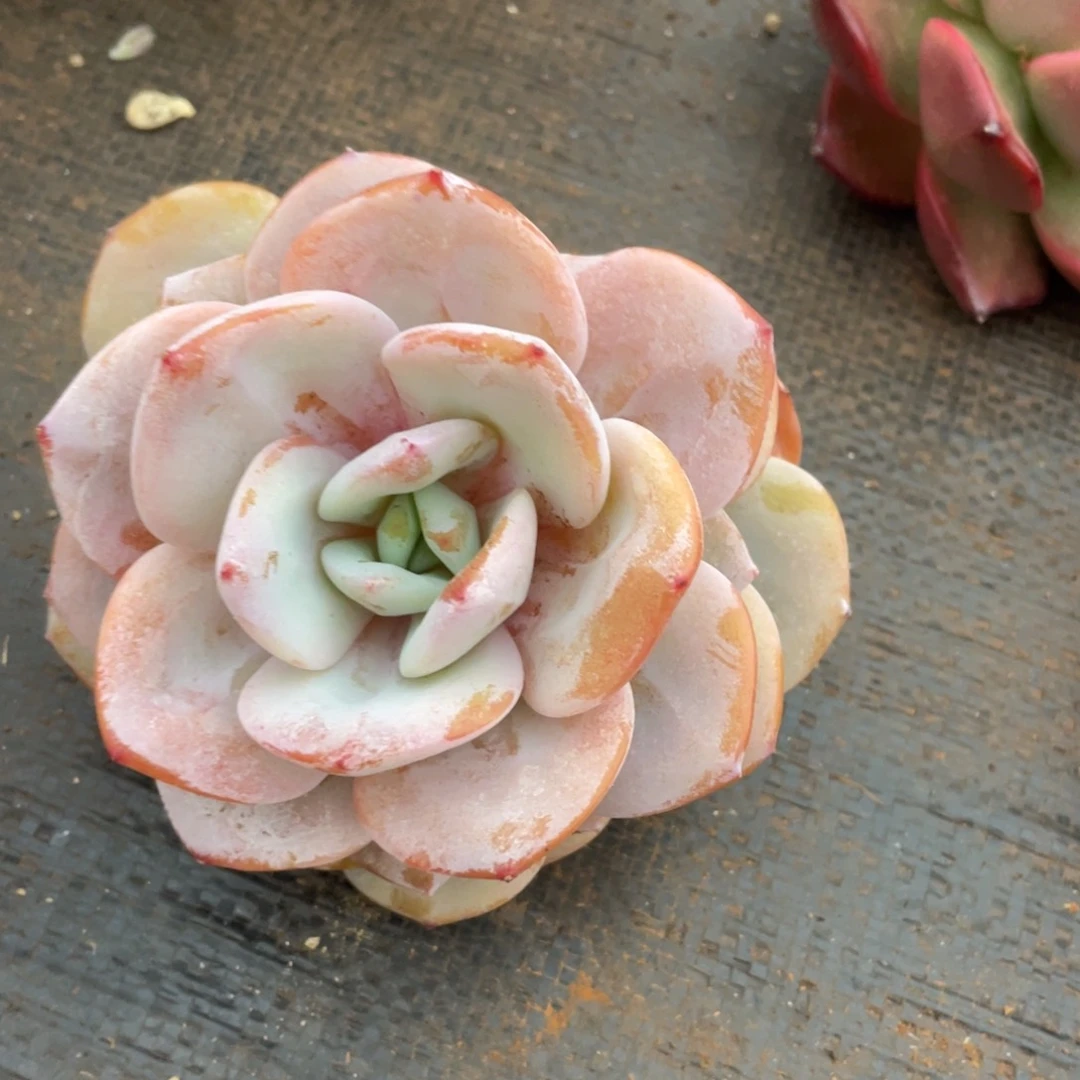 姐姐说她真的有男朋友就