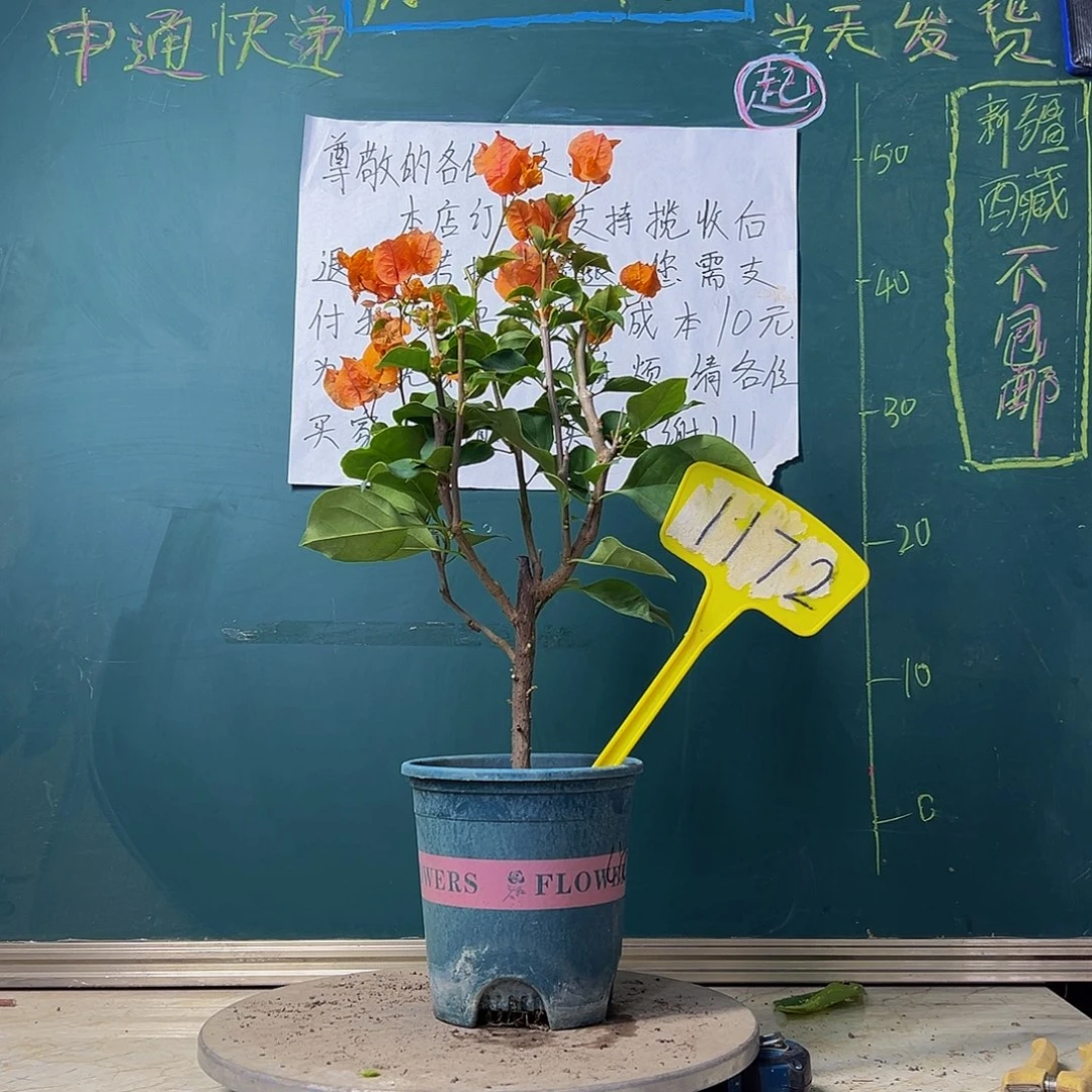 当前无花栽培后可以开花绿叶橙1172