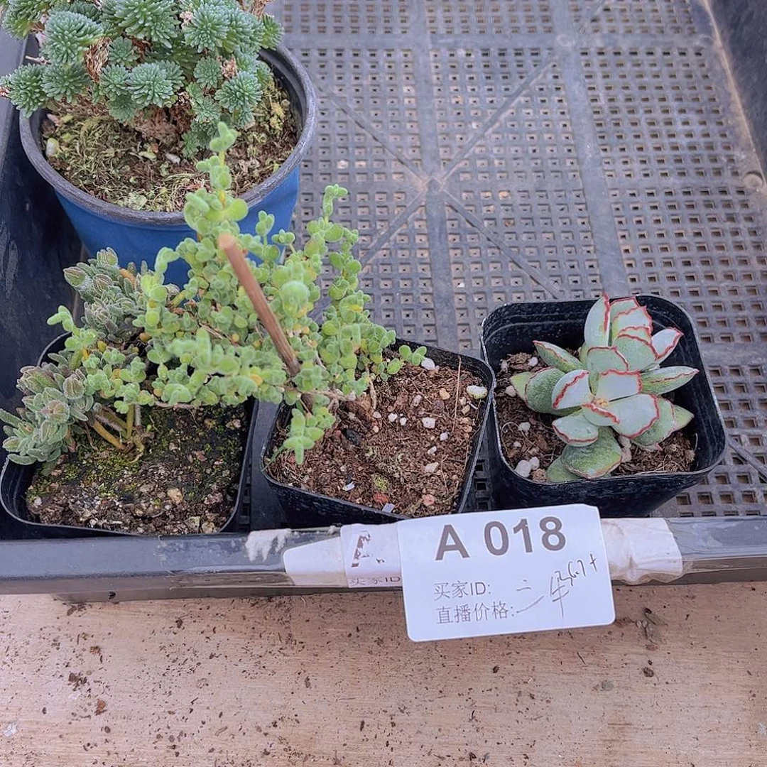 多肉018多肉植物