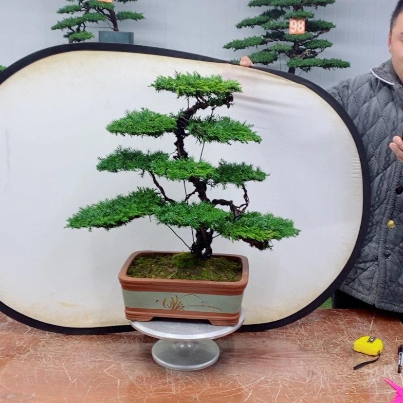 【闪购商品】盆景盆景盆景