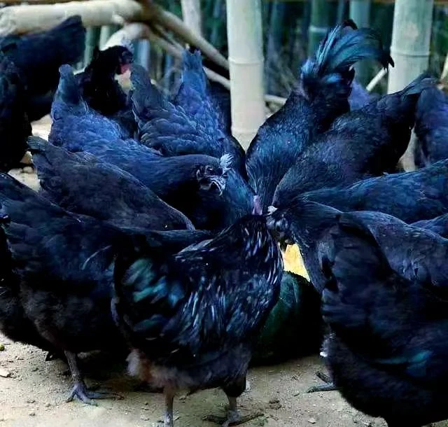 散养五黑鸡宠物鸡共4只3KG