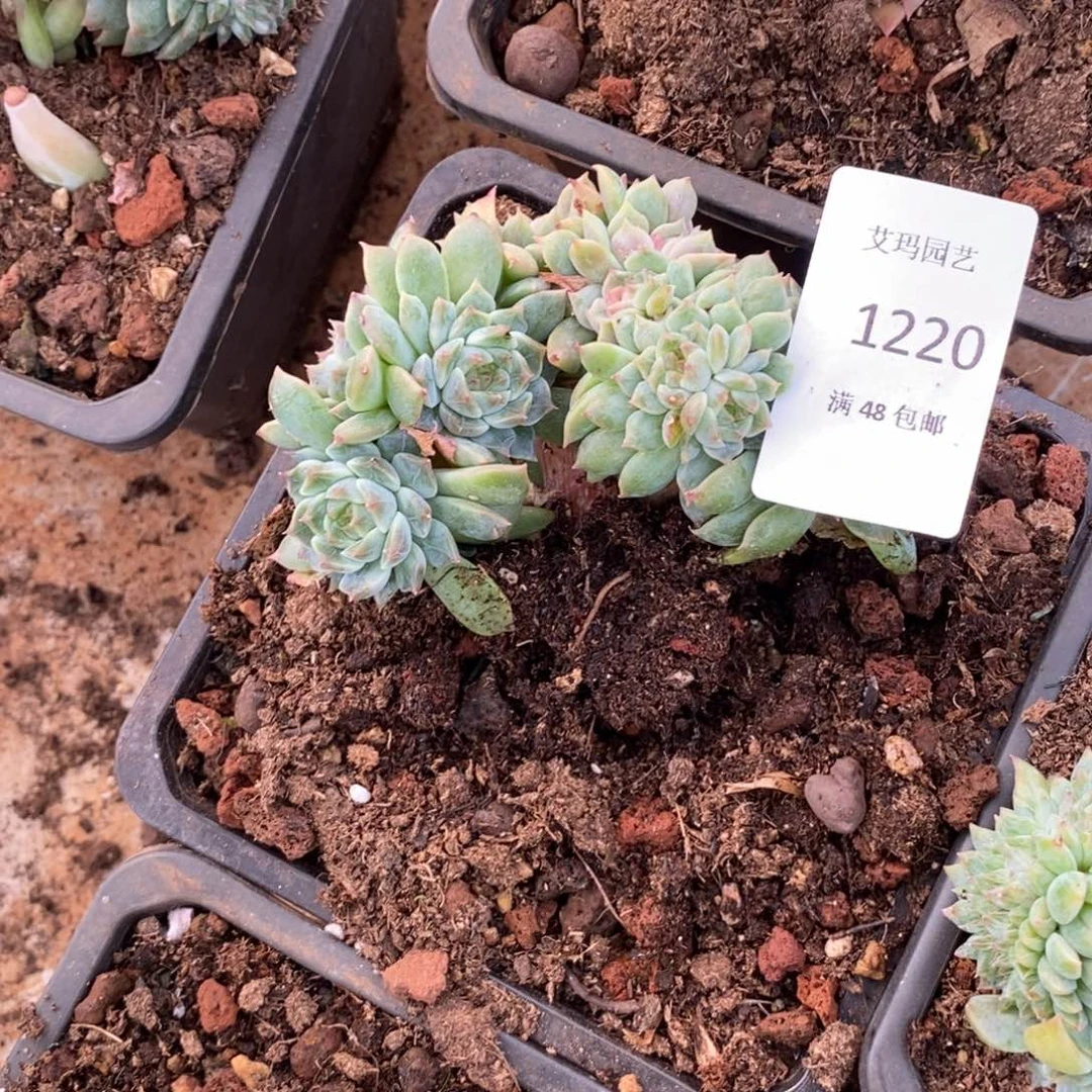 齐***齐冰魄缀化多肉多肉220