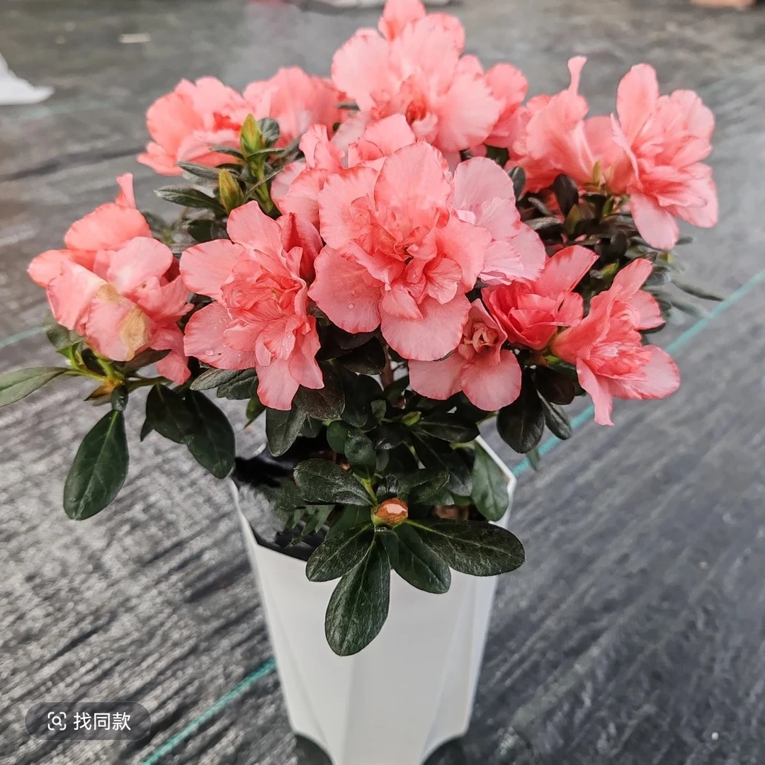 【大棵-樱桃粉】杜鹃花 树型精美 盆栽地栽庭院阳台均可