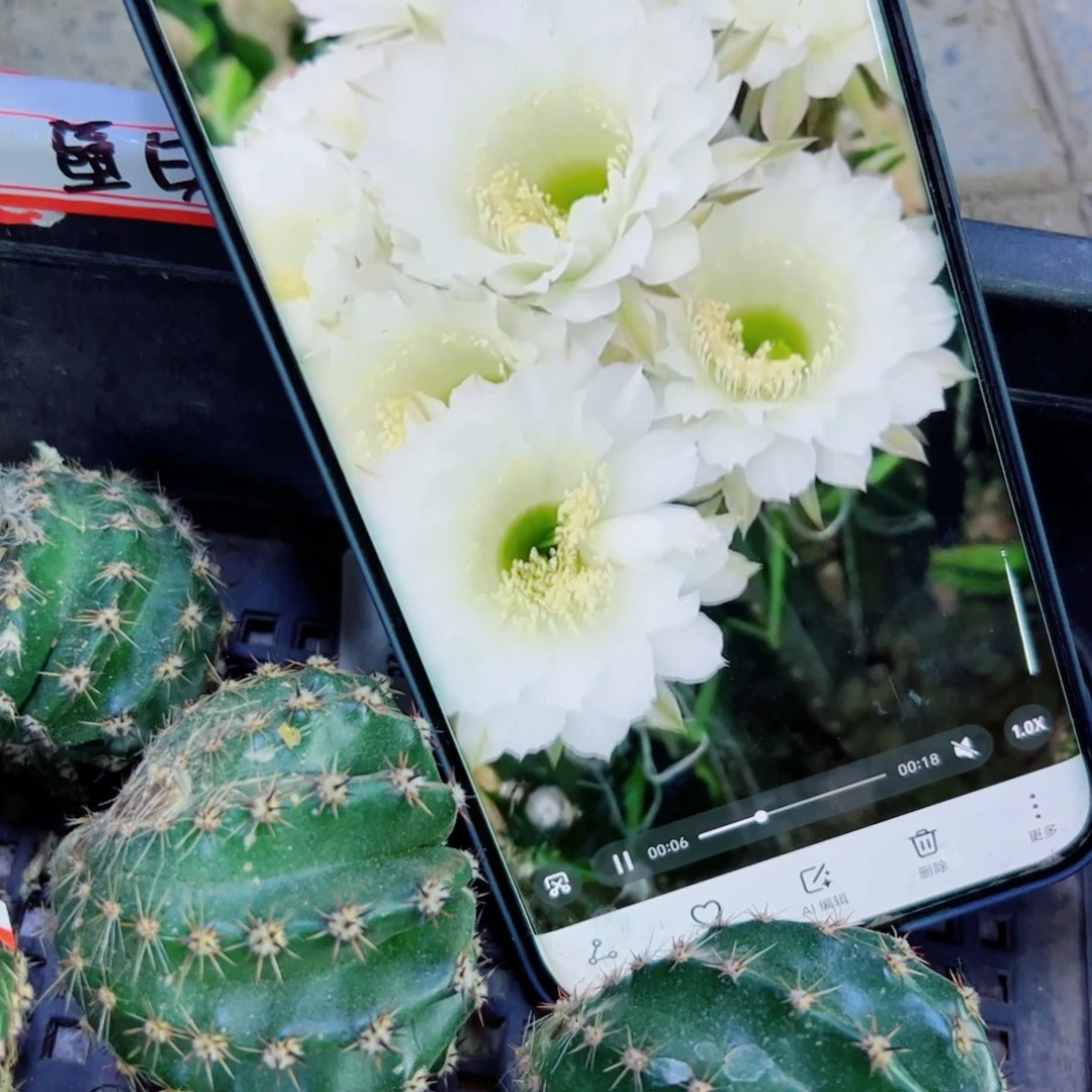 下16彩草白雪斑点歪无根4公分左右20包邮