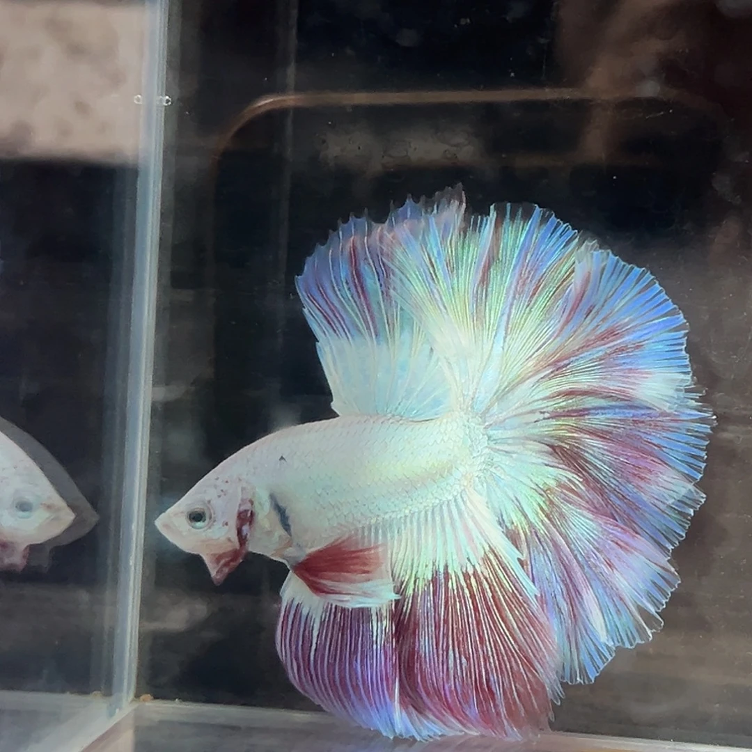 斗鱼46号糖果纸的颜色