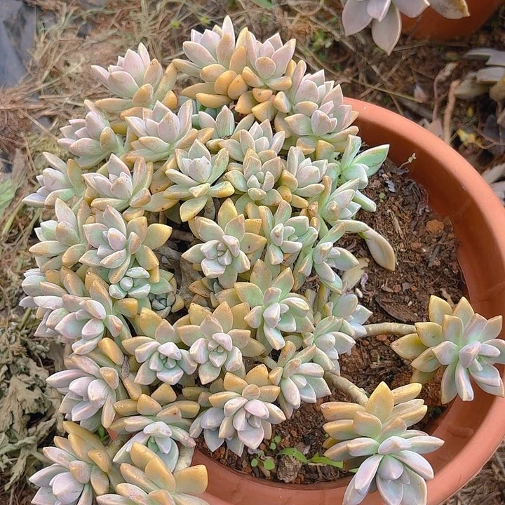 多肉植物。。。。。。。。。。。。。。。。。