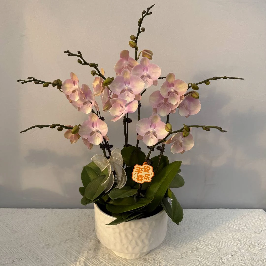 蝴蝶兰【威尼斯】稀有色系植株室内礼品花高端绿植花卉小众品种6