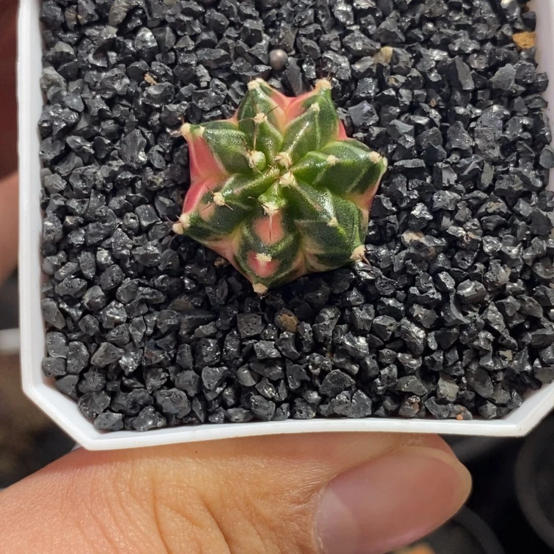 泰系侧芽—带盆土发货42