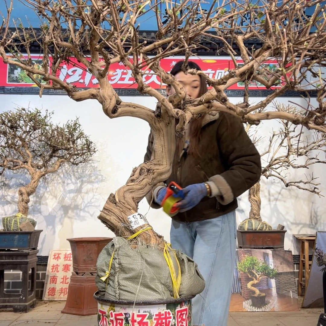 无花朵金银花888885555585858