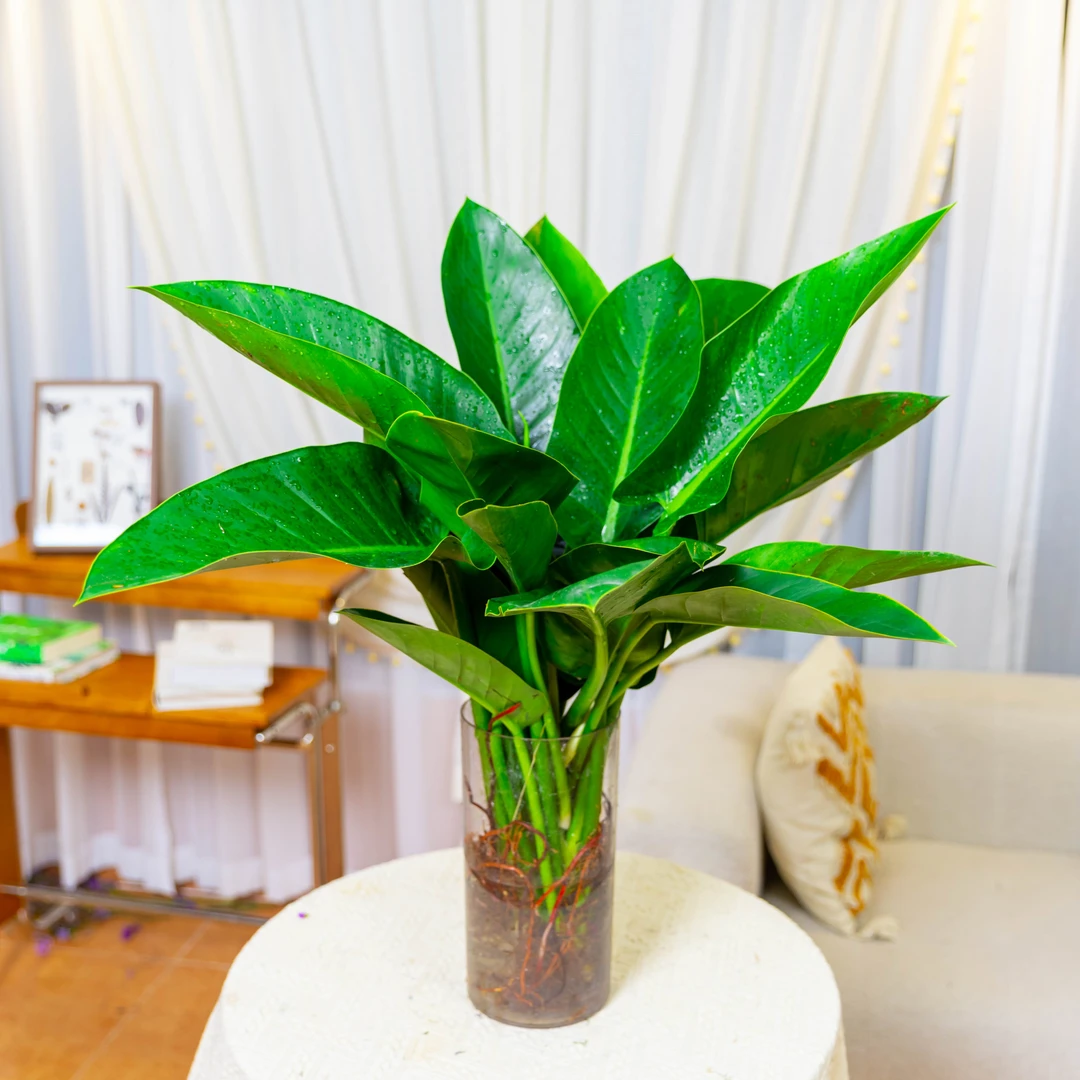 【买一送一】大叶金钻水培盆栽绿植室内外好养拍1发2到手两株
