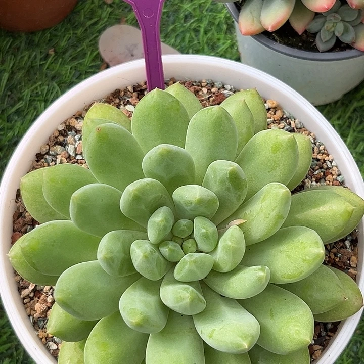 X系多肉植物一物一拍826