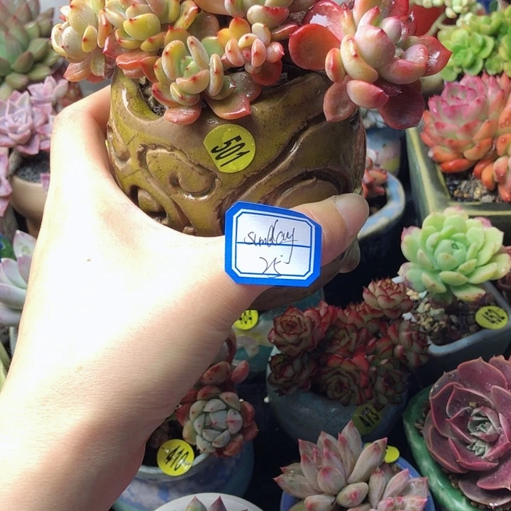 Sunday             1个