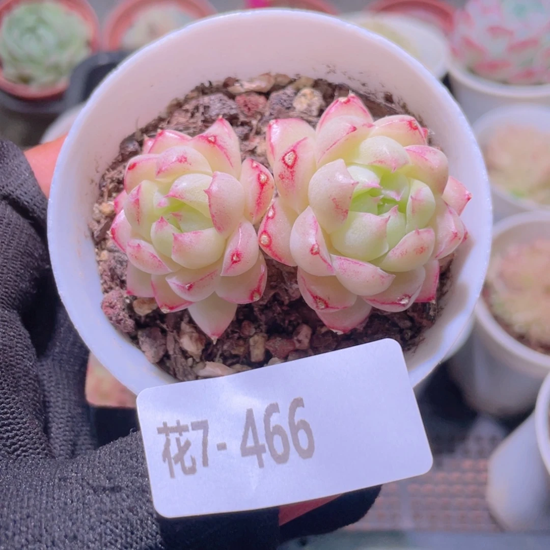 花利美7-466女王玫瑰