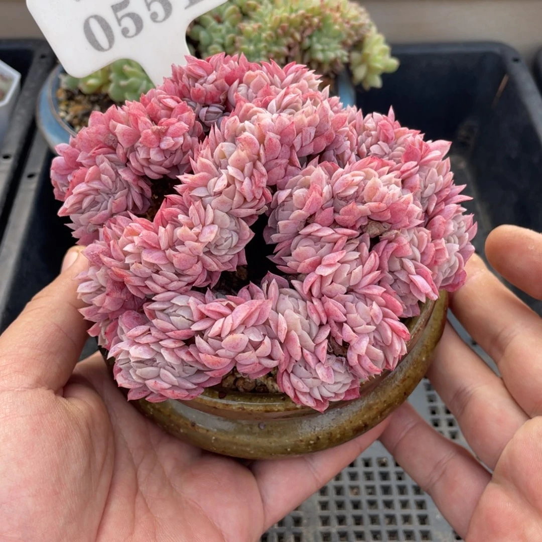 0551贝瑞缀不带盆12厘米
