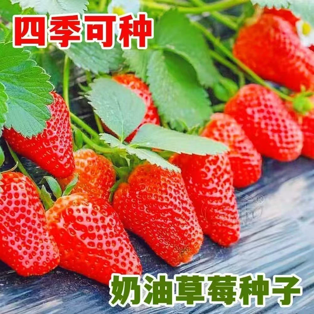 【奶油草莓】鲜果草莓四季结果好养殖易活室内外水果盆栽种子送肥料