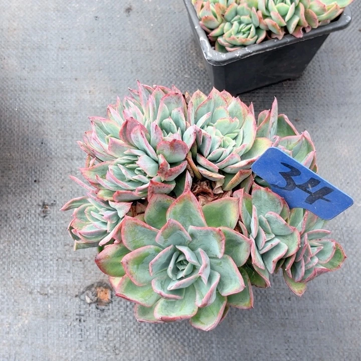 晨语多肉一物一拍34