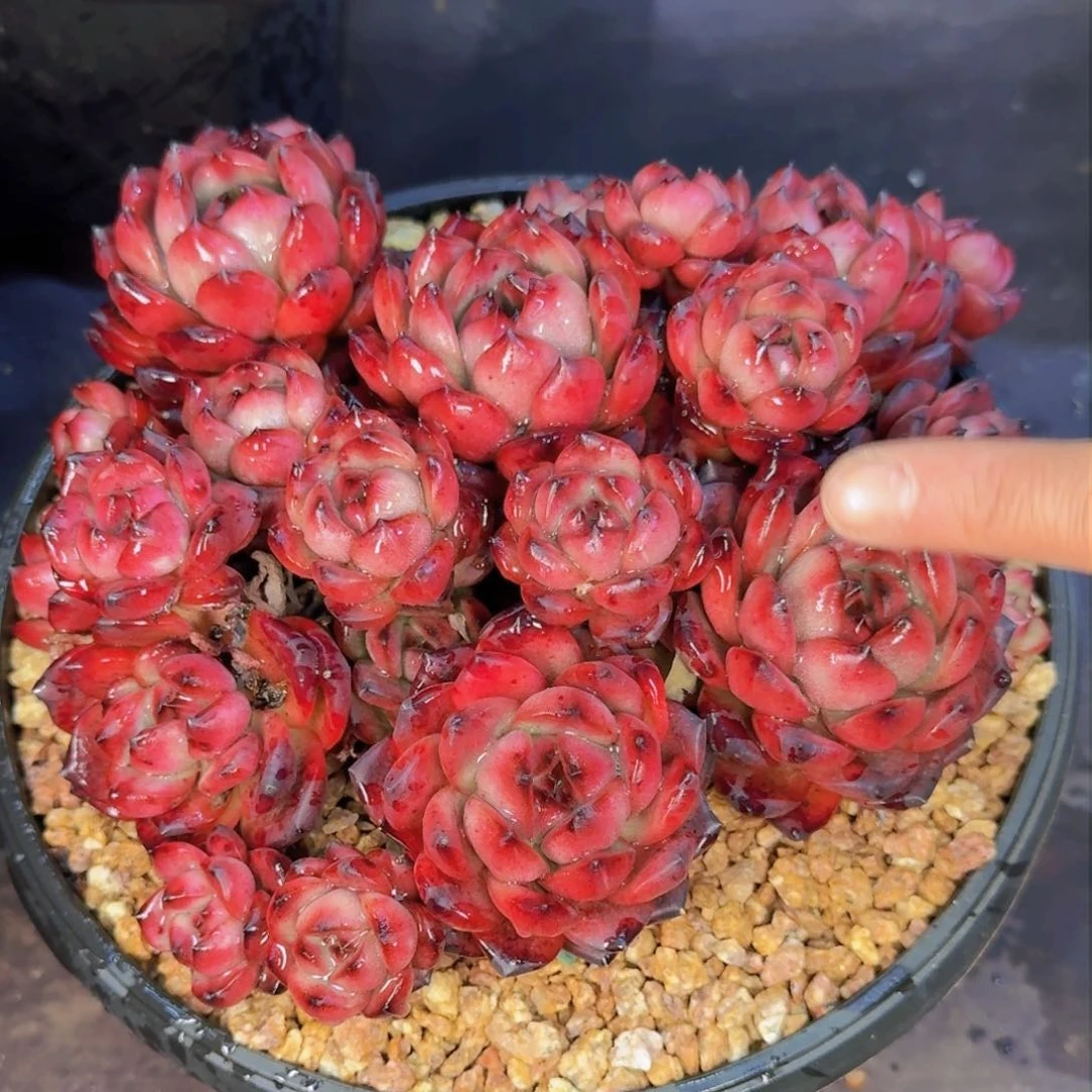 春****?多肉植物的生长发育