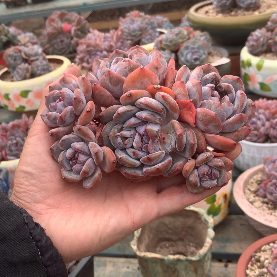 无花朵花花花花花花花花44