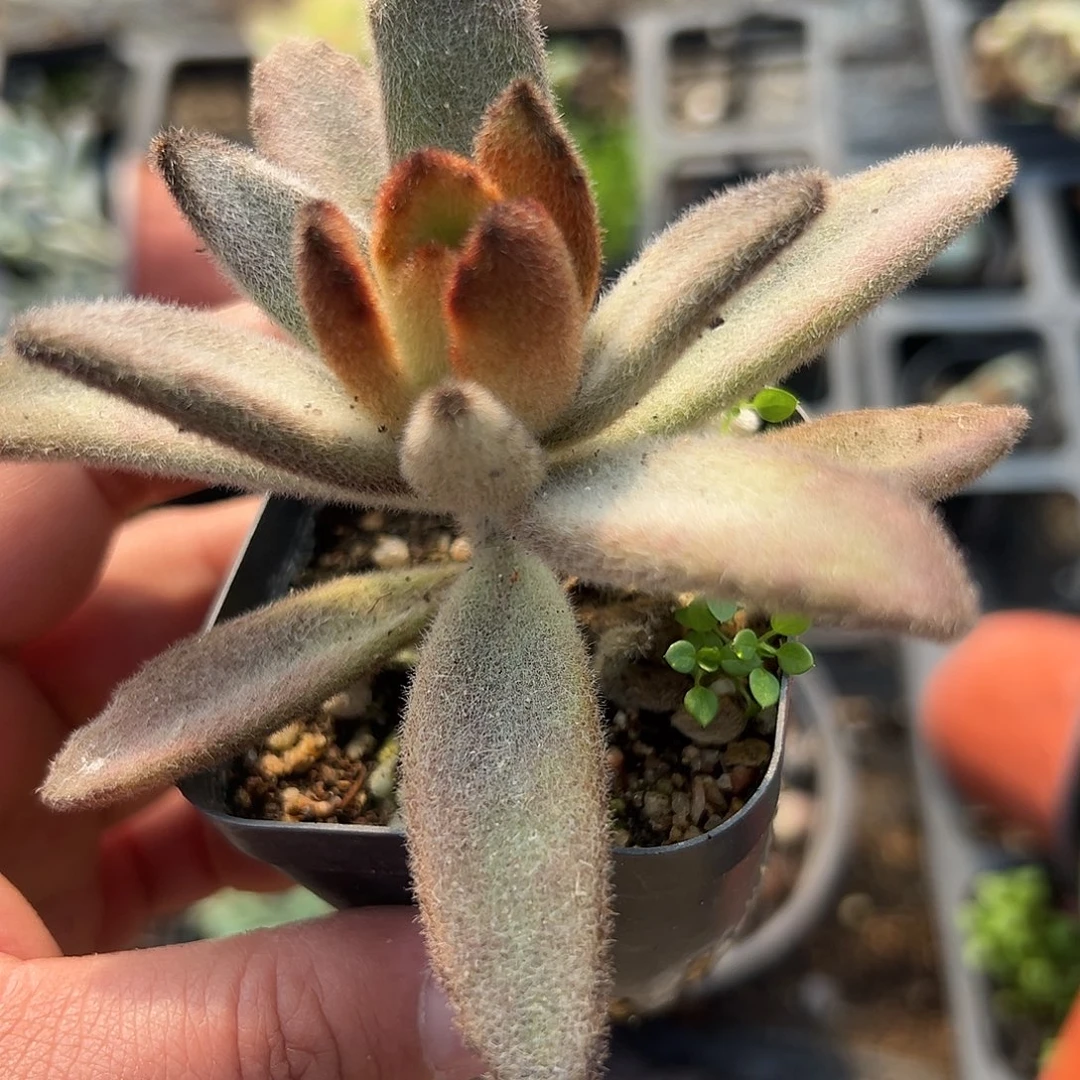 多肉植物多肉植物