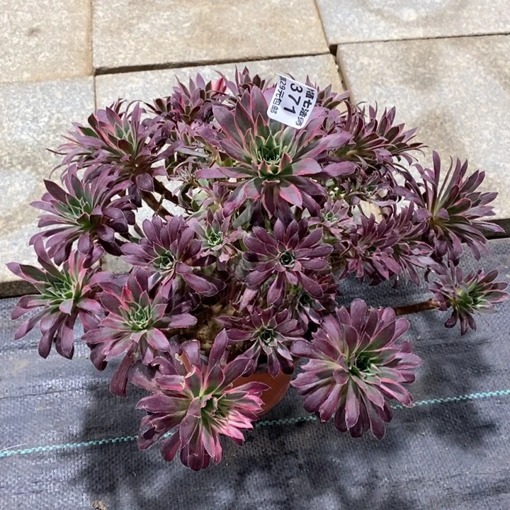 用****了多肉371。