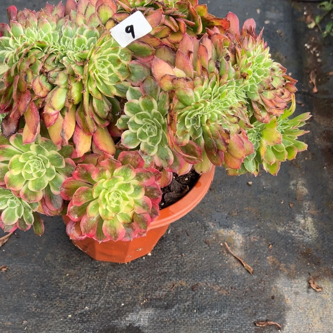 9玉姿缀多肉嘻嘻嘻