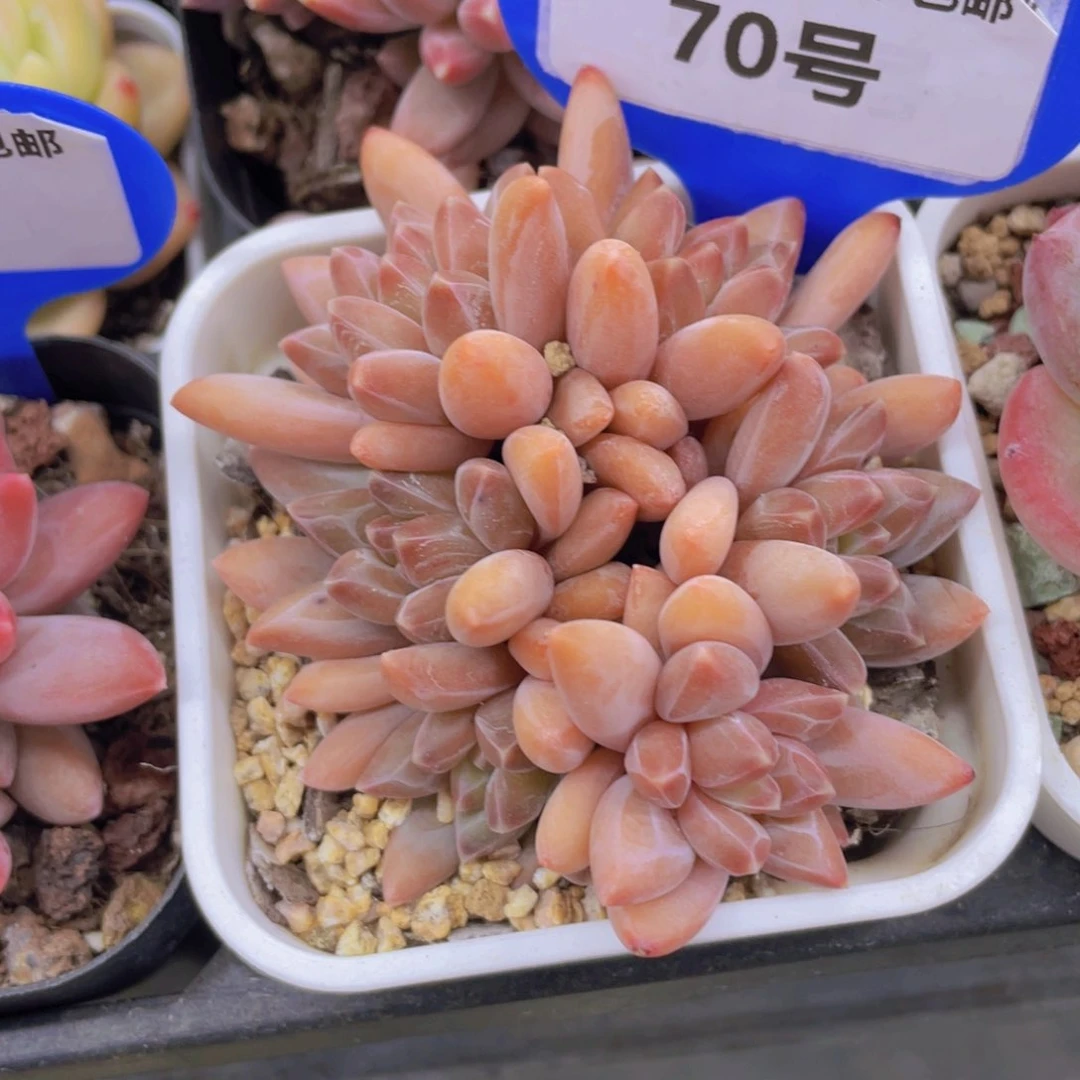 70号精品咖啡豆六头