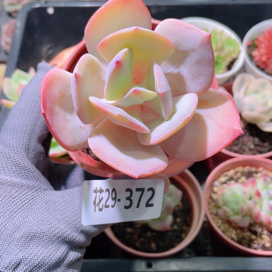 花利美29-372白凤