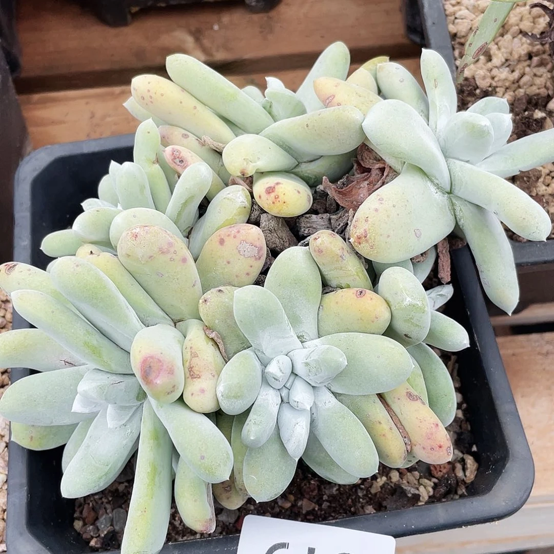 红拇指多头老桩5819