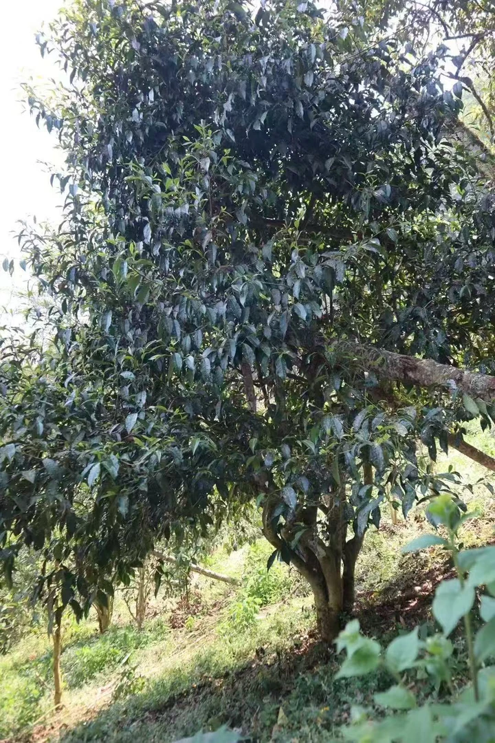 2025头春头采《迷帝古树混采》生普