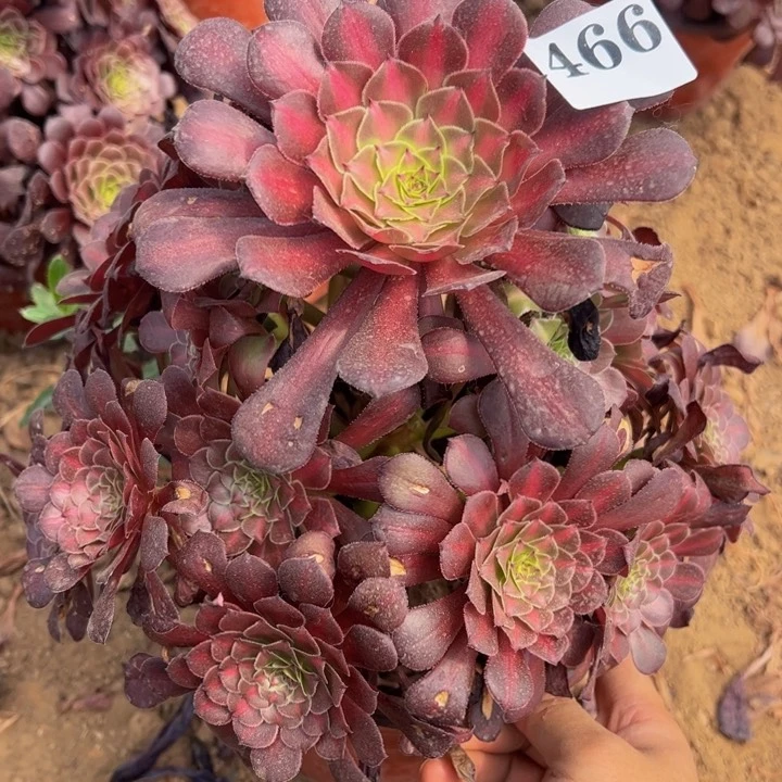 铜壶中班多肉植物466