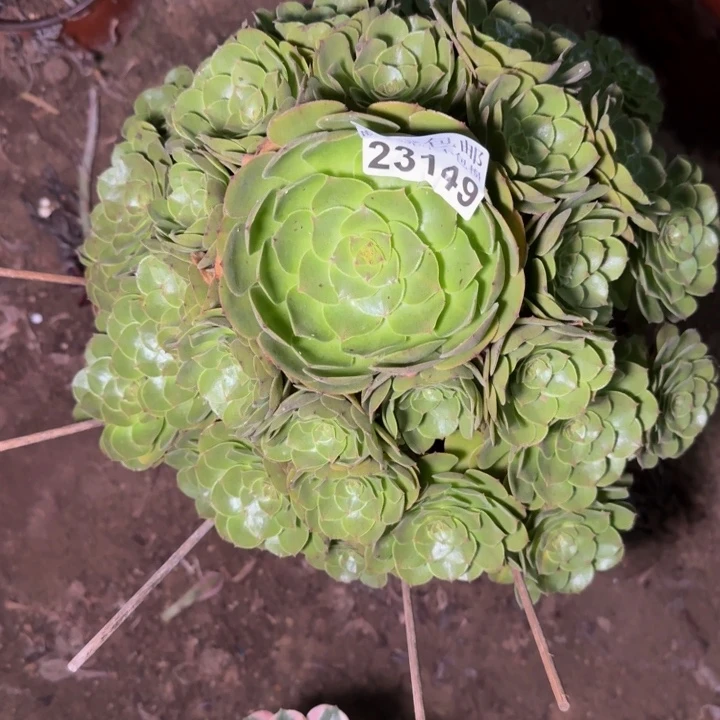 23149抹茶多肉植物